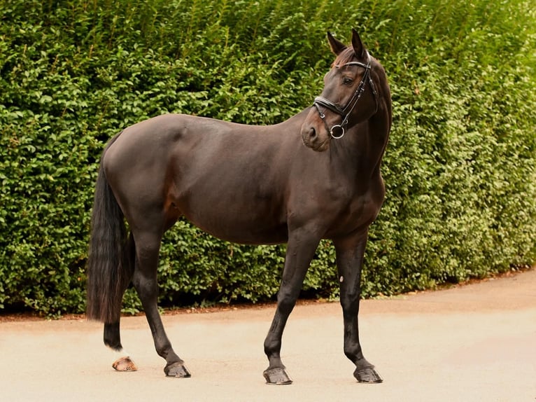 Westphalien Jument 8 Ans 175 cm Noir in Uffenheim