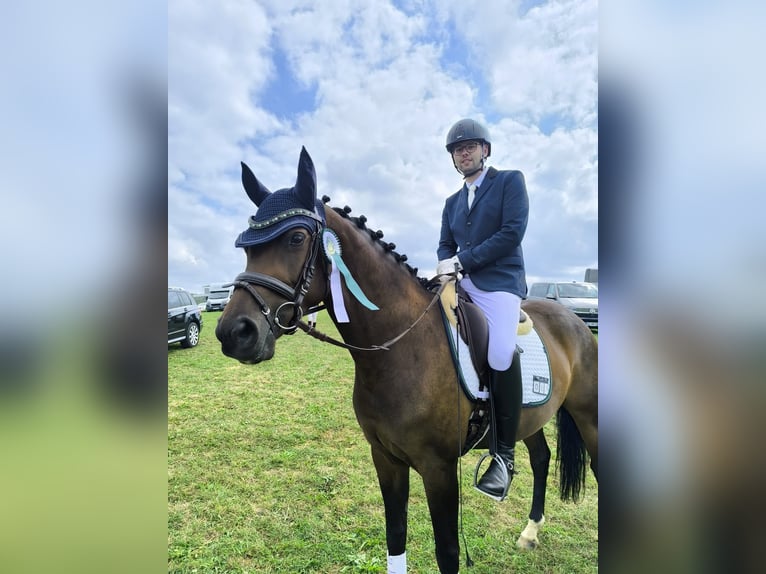 Westphalien Jument 9 Ans 160 cm Bai in Frankenhardt