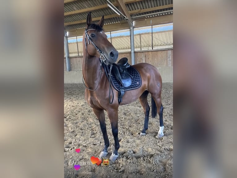 Westphalien Jument 9 Ans 160 cm Bai in Rothenbach