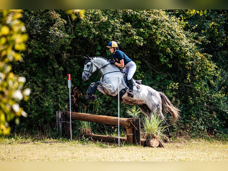 Westphalien Jument 9 Ans 163 cm Gris in Pattensen
