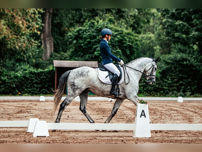 Westphalien Jument 9 Ans 163 cm Gris in Pattensen