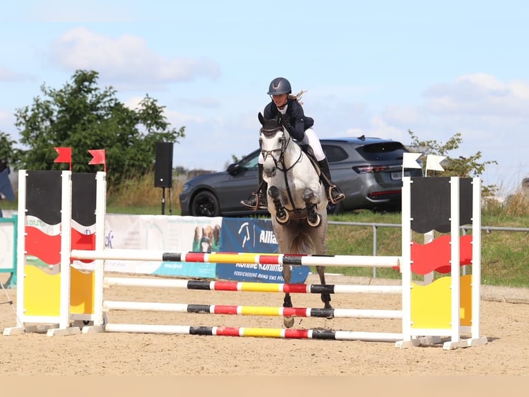 Westphalien Jument 9 Ans 163 cm Gris in Pattensen