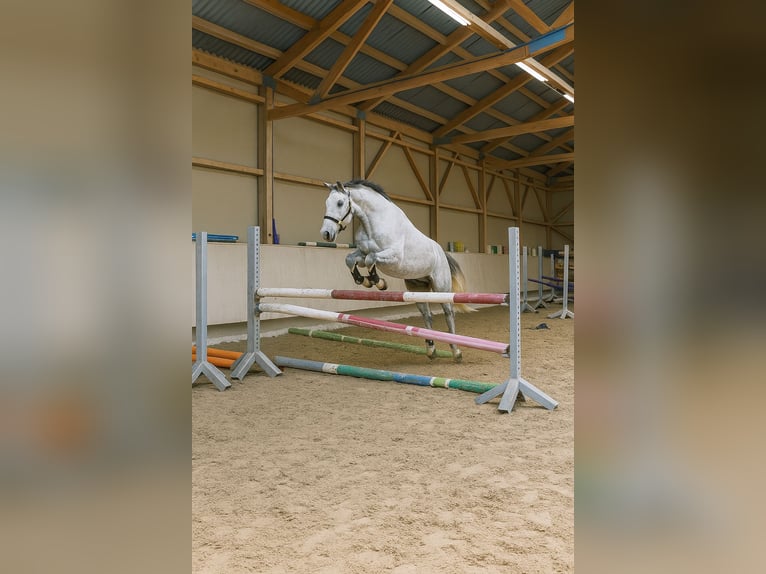 Westphalien Jument 9 Ans 165 cm Gris in Kirchardt