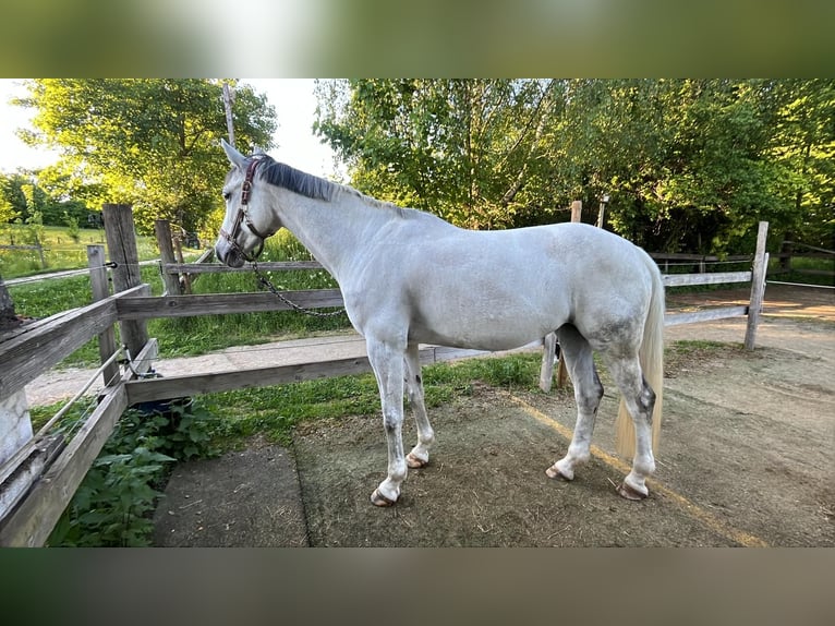 Westphalien Jument 9 Ans 165 cm Gris in Kirchardt