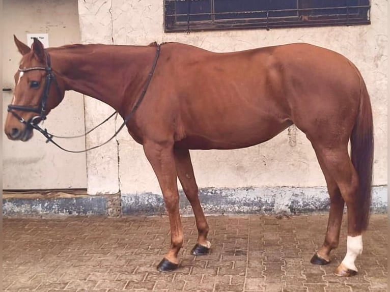 Westphalien Jument 9 Ans 167 cm Alezan in Sinzheim