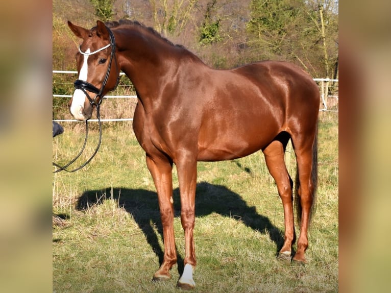 Westphalien Jument 9 Ans 168 cm Alezan brûlé in Neuss