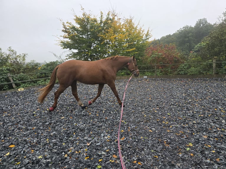 Westphalien Jument 9 Ans 168 cm Alezan in Bergneustadt