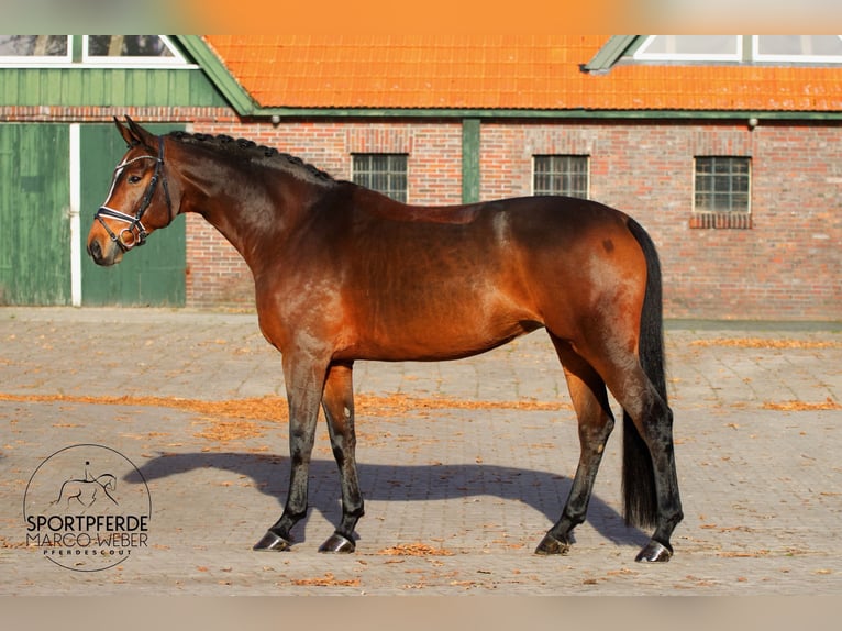 Westphalien Jument 9 Ans 168 cm Bai in Westerstede