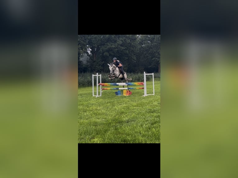 Westphalien Jument 9 Ans 168 cm Gris in Rhede