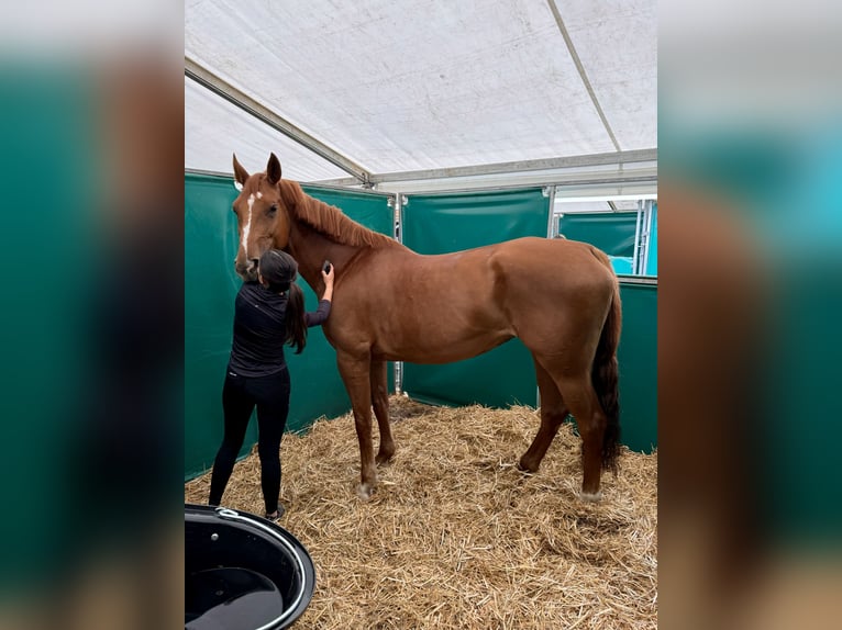 Westphalien Jument 9 Ans 169 cm Alezan in Alzenau in Unterfranken