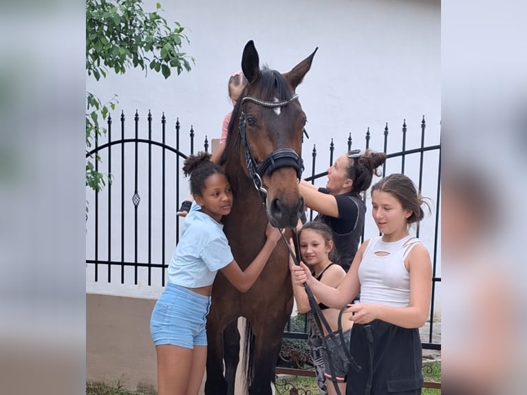 Westphalien Jument 9 Ans 169 cm Bai in B&#xE9;k&#xE9;sszentandr&#xE1;s