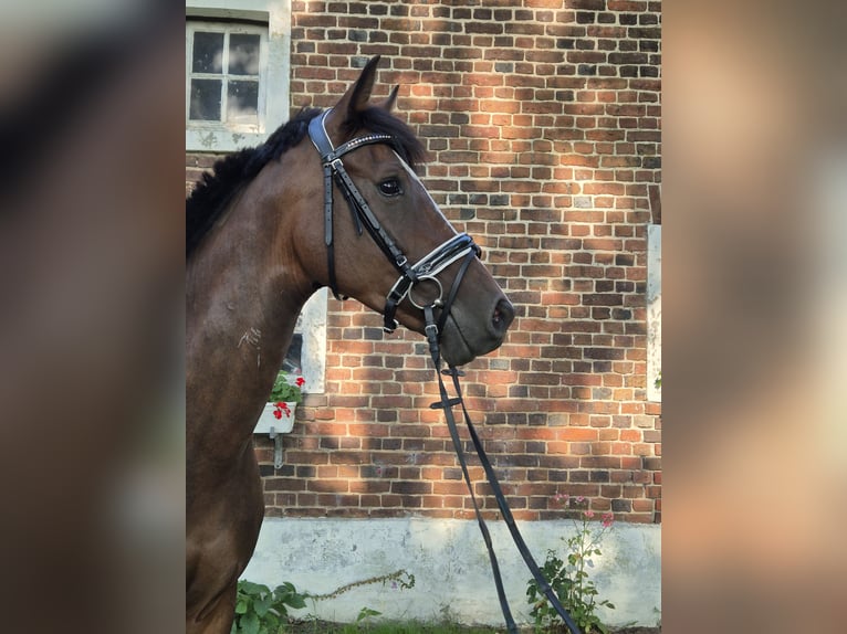 Westphalien Jument 9 Ans 169 cm Bai in Borken