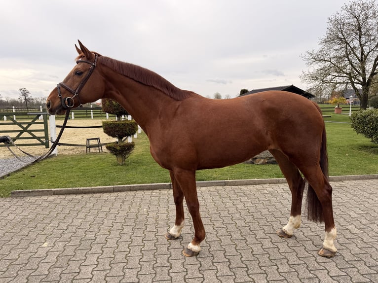 Westphalien Jument 9 Ans 170 cm Alezan in Nordwalde