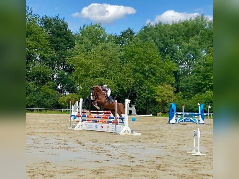 Westphalien Jument 9 Ans 171 cm Alezan in Lahntal