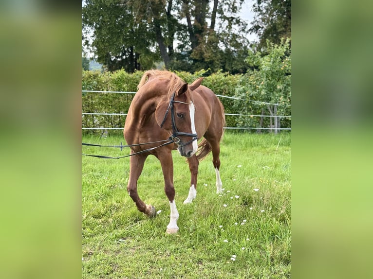 Westphalien Jument 9 Ans 171 cm Alezan in Lahntal