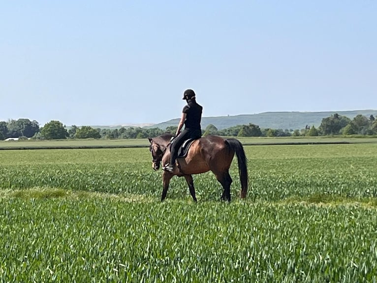 Westphalien Jument 9 Ans 174 cm Bai in Elsdorf