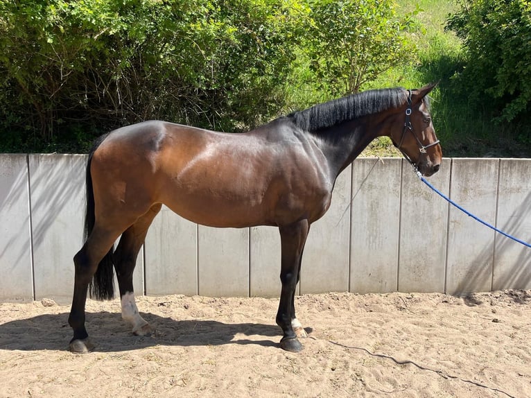 Westphalien Jument 9 Ans 174 cm Bai in Goldbach