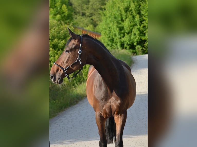 Westphalien Jument 9 Ans 174 cm Bai in Goldbach