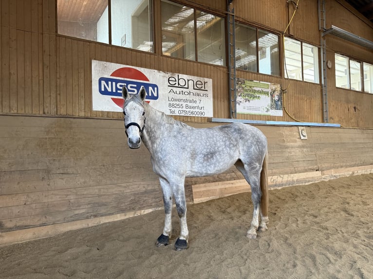 Westphalien Jument 9 Ans 178 cm Gris in Weingarten