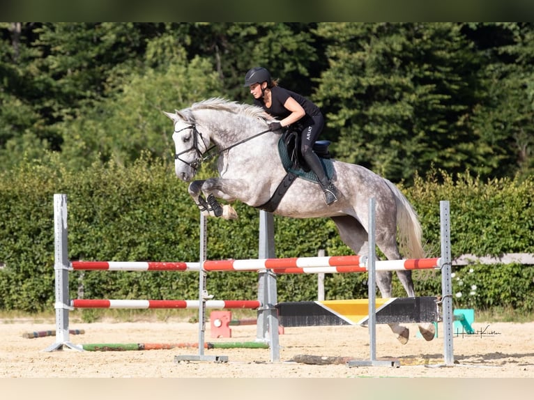 Westphalien Jument 9 Ans 178 cm Gris in Weingarten