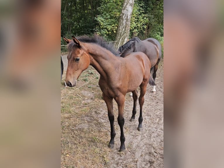 Westphalien Jument Poulain (04/2025) 110 cm Bai brun in Delbr&#xFC;ck