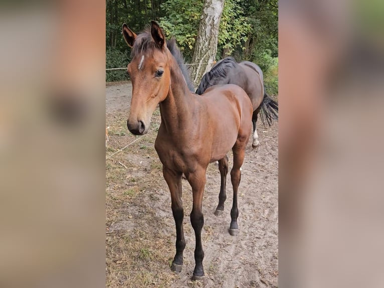 Westphalien Jument Poulain (04/2025) 110 cm Bai brun in Delbr&#xFC;ck