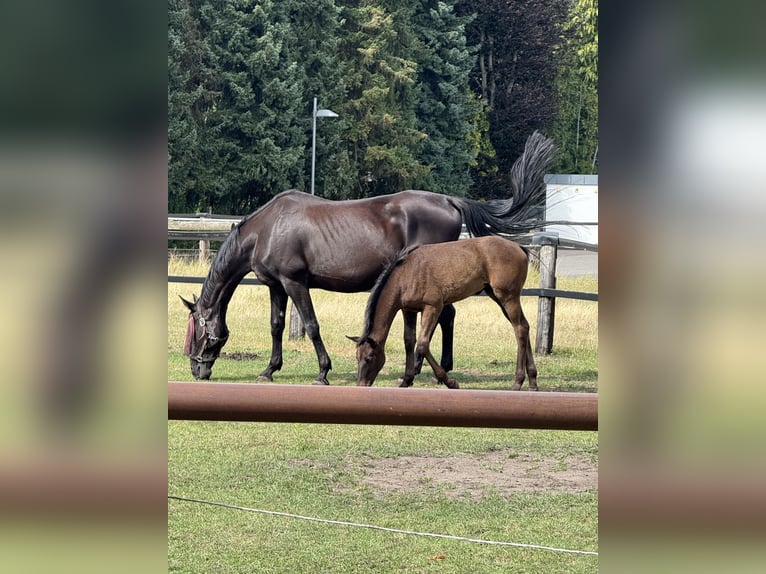 Westphalien Jument Poulain (04/2025) 140 cm Bai brun in Bad Lippspringe
