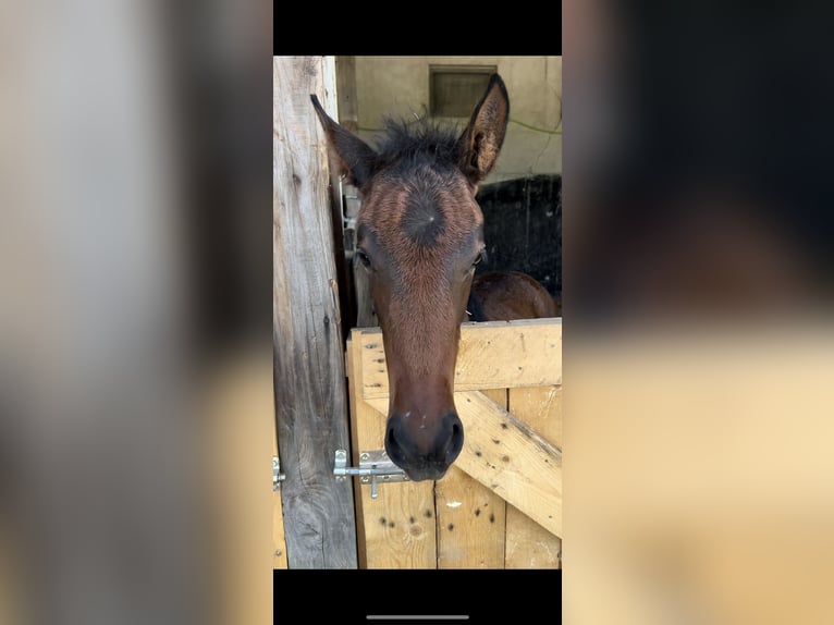 Westphalien Jument Poulain (03/2025) 164 cm Bai in Odenthal