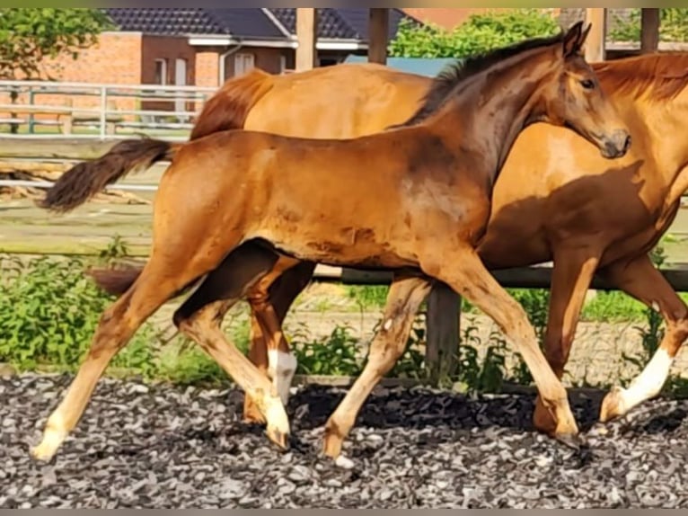 Westphalien Jument Poulain (03/2026) 165 cm Bai in Horstmar