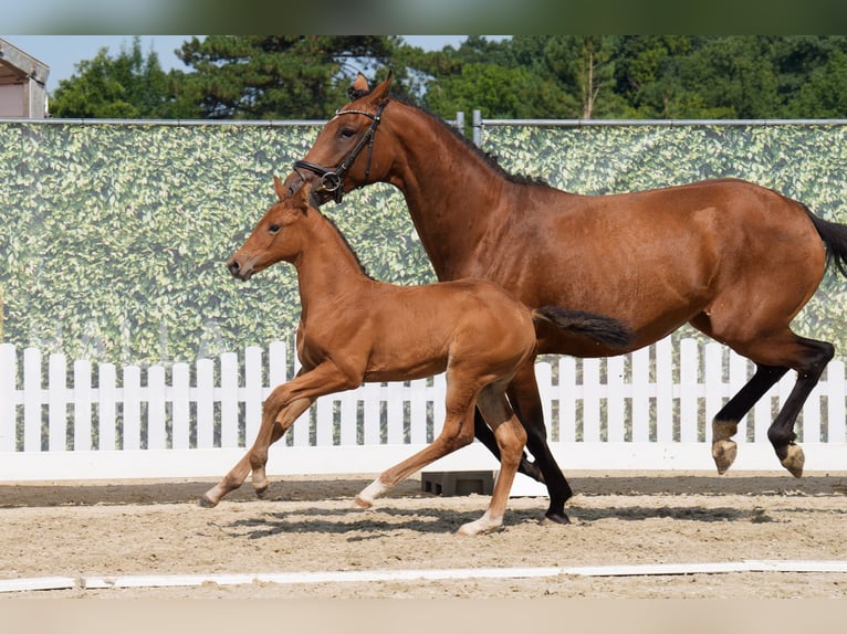 Westphalien Jument Poulain (07/2025) 168 cm Bai in Brilon