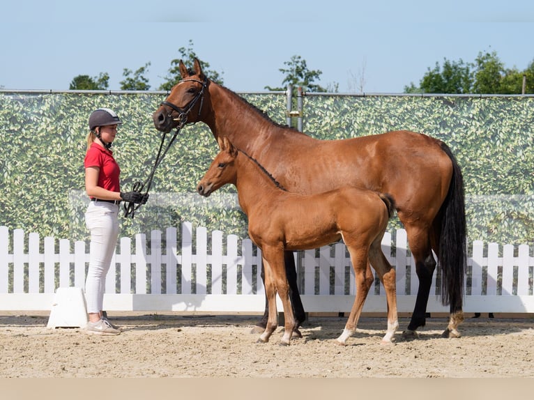 Westphalien Jument Poulain (07/2025) 168 cm Bai in Brilon