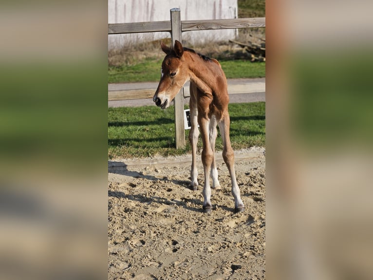 Westphalien Jument Poulain (03/2026) 168 cm Bai in Wolfhagen