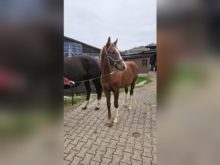 Westphalien Jument Poulain (03/2025) 169 cm Alezan brûlé in Attendorn