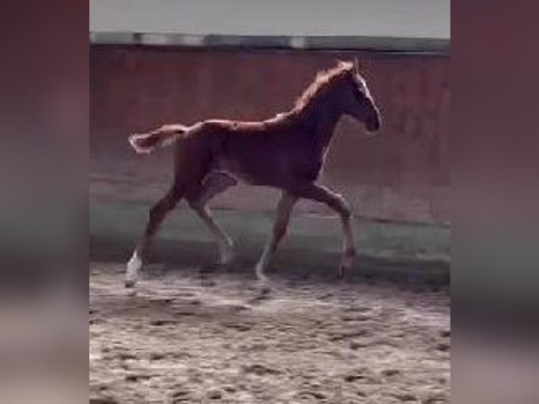Westphalien Jument  170 cm Alezan brûlé in Telgte