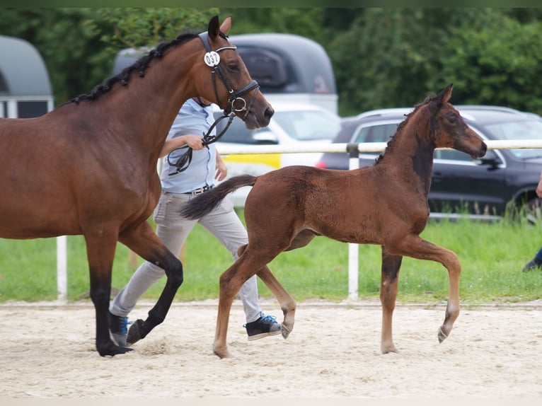 Westphalien Jument Poulain (05/2024) 170 cm Bai brun in Lippstadt