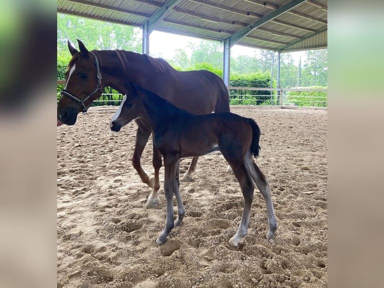 Westphalien Jument  170 cm Bai brun in Ratingen