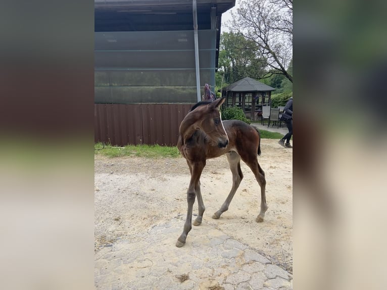 Westphalien Jument  170 cm Bai brun in Ratingen