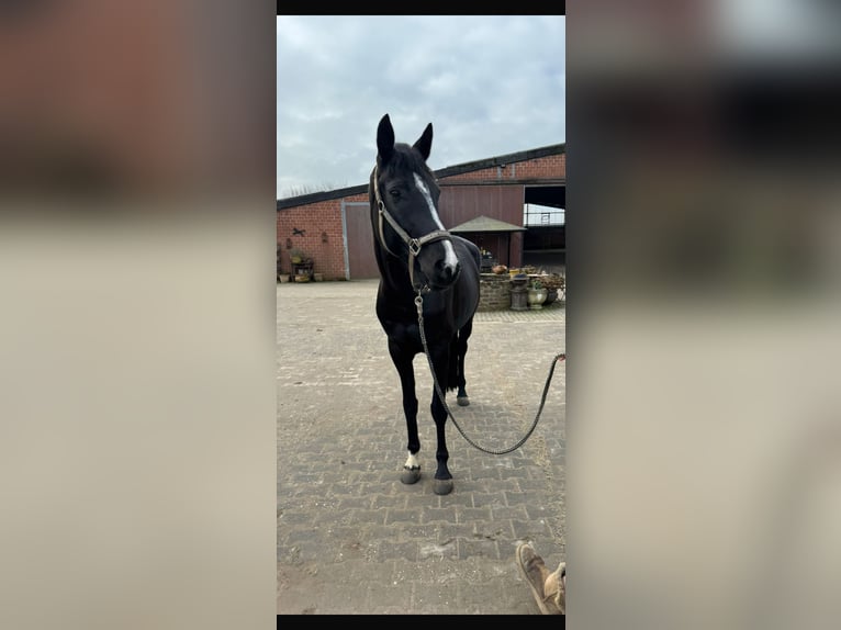 Westphalien Jument Poulain (04/2026) 170 cm Bai brun foncé in Ratingen