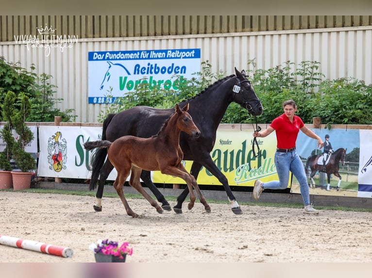 Westphalien Jument Poulain (04/2026) 170 cm Bai brun foncé in Ratingen
