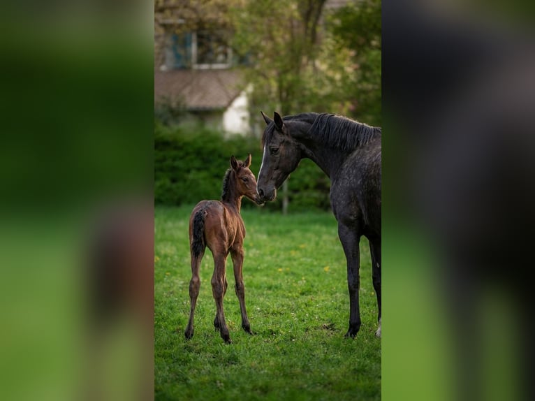 Westphalien Jument Poulain (04/2026) 170 cm Bai brun foncé in Ratingen