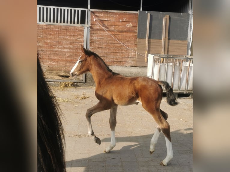 Westphalien Jument Poulain (02/2026) 170 cm Bai in Hamm