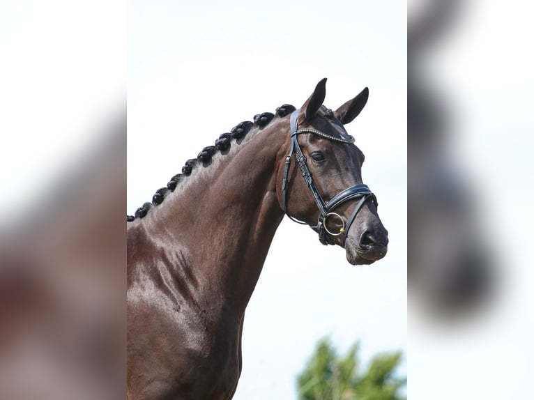 Westphalien Jument Poulain (03/2026) 170 cm Noir in Unna