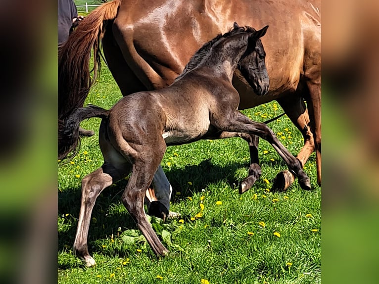 Westphalien Jument Poulain (04/2025) 173 cm Bai brun in Hopsten