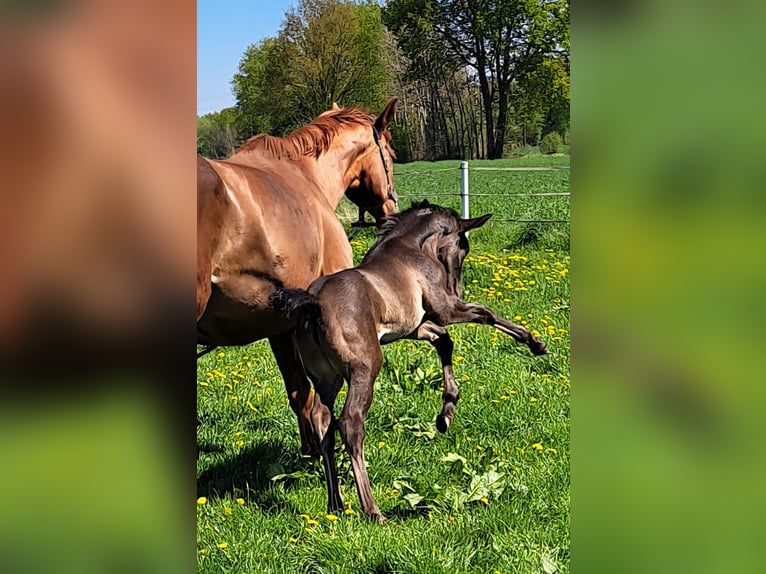 Westphalien Jument Poulain (04/2025) 173 cm Bai brun in Hopsten