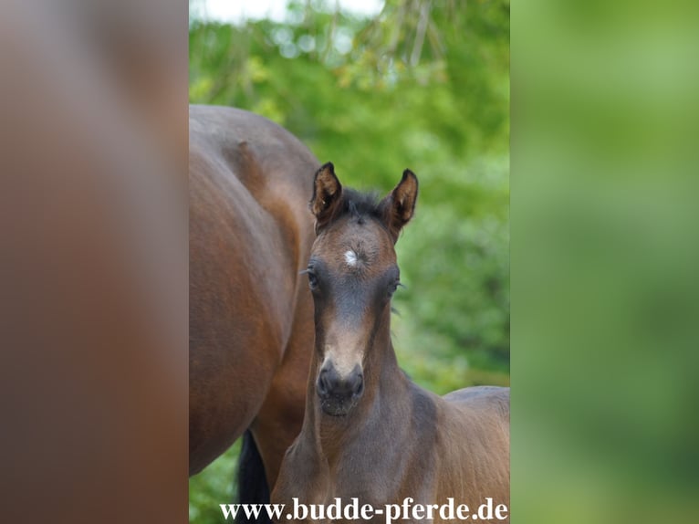 Westphalien Jument Poulain (01/2026) 173 cm Bai brun foncé in Horstmar