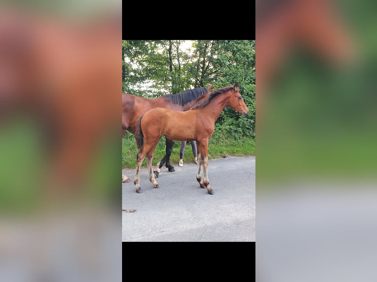 Westphalien Jument Poulain (04/2025) 174 cm Bai in Ibbenb&#xFC;ren