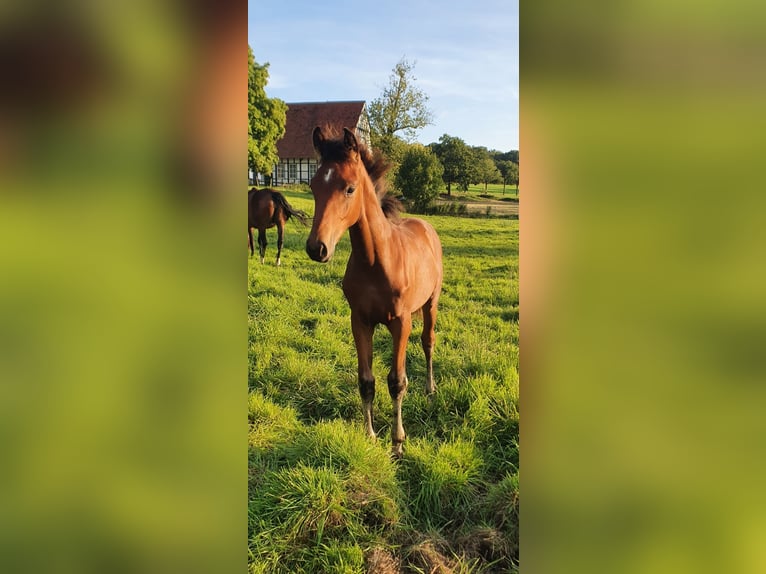 Westphalien Jument Poulain (04/2025) 174 cm Bai in Ibbenb&#xFC;ren