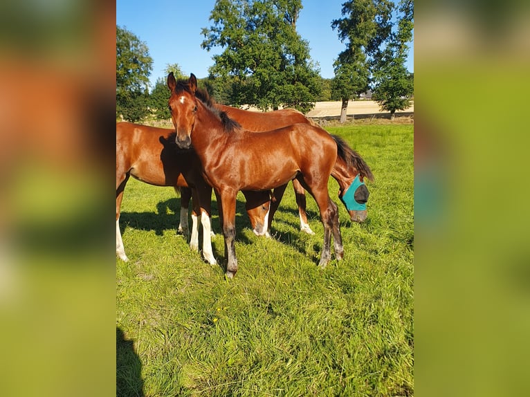 Westphalien Jument Poulain (04/2025) 174 cm Bai in Ibbenb&#xFC;ren