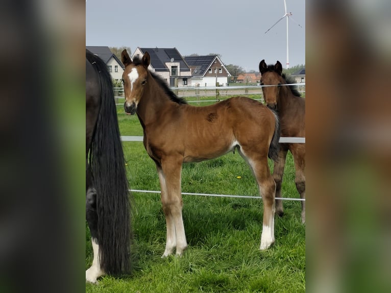 Westphalien Jument Poulain (04/2026) 175 cm Bai in Horstmar