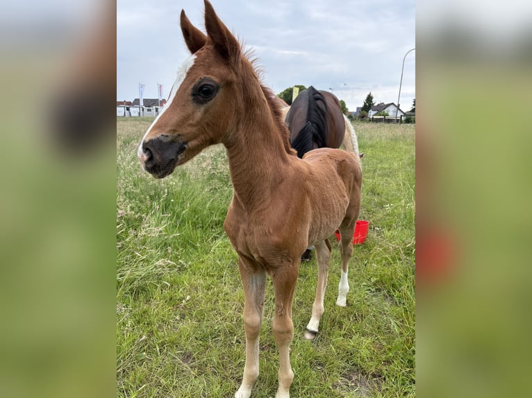 Westphalien Jument  Alezan brûlé in B&#xFC;nde